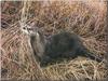 North American River Otter (Lontra canadensis)