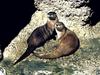 North American River Otter (Lontra canadensis) pair