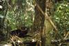 North American River Otter (Lontra canadensis)