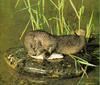 North American River Otter (Lontra canadensis) eating fish