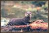 North American River Otter (Lontra canadensis) on log