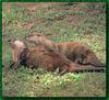 North American River Otter (Lontra canadensis) pair on grass