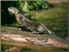 North American River Otter (Lontra canadensis) on log