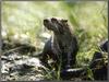 North American River Otter (Lontra canadensis)