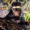 North American River Otter (Lontra canadensis)