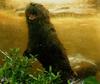 North American River Otter (Lontra canadensis)