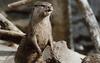 North American River Otter (Lontra canadensis)