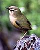 New Zealand Rock Wren (Xenicus gilviventris)