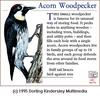 Acorn Woodpecker (Melanerpes formicivorus)