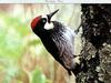 Acorn Woodpecker (Melanerpes formicivorus)