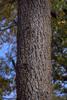 Acorn Woodpecker (Melanerpes formicivorus)