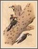 [Animal Art] Acorn Woodpecker (Melanerpes formicivorus): family of acorn woodpeckers