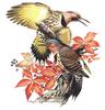 [Animal Art] Roger Tory Peterson - Northern Flicker (Colaptes auratus) pair