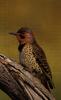 Northern Flicker (Colaptes auratus)