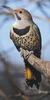 Northern Flicker (Colaptes auratus) : yellow-shafted