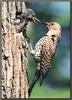 Northern Flicker (Colaptes auratus) mom feeding chick