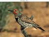 Gilded Flicker (Colaptes chrysoides)