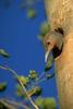 Gilded Flicker (Colaptes chrysoides)