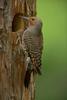 Gilded Flicker (Colaptes chrysoides)