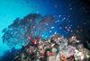 [Underwater] Fish School