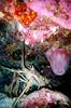 [Underwater] Crayfish - Dinner guest? Any time!