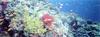 [Underwater] Red Sea Underwater Life - fishes