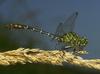 Dragonfly (Anisoptera)