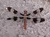 Dragonfly (Anisoptera) on the ground