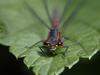 Dragonfly (Anisoptera)