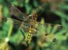 Dragonfly (Anisoptera)