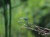 Dragonfly (Anisoptera)