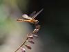 Dragonfly (Anisoptera)
