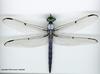 Dragonfly (Anisoptera)