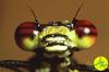 Dragonfly (Anisoptera) head