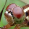 Dragonfly (Anisoptera) eyes