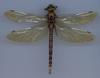 Dragonfly (Anisoptera)