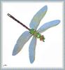 Dragonfly (Anisoptera)