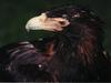 Wedge-tailed Eagle (Aquila audax) head