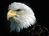 Bald Eagle (Haliaeetus leucocephalus) head