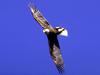 Bald Eagle (Haliaeetus leucocephalus) in flight