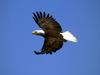 Bald Eagle (Haliaeetus leucocephalus) in flight