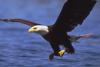 Bald Eagle (Haliaeetus leucocephalus) in flight