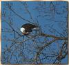 Bald Eagle (Haliaeetus leucocephalus) eating fish