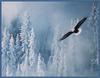 Bald Eagle (Haliaeetus leucocephalus) in flight