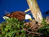 Bald Eagle (Haliaeetus leucocephalus) and chick on nest