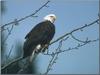 Bald Eagle (Haliaeetus leucocephalus) perched