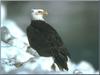 Bald Eagle (Haliaeetus leucocephalus) on snow