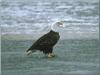 Bald Eagle (Haliaeetus leucocephalus)