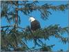 Bald Eagle (Haliaeetus leucocephalus) perching on tree