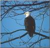 Bald Eagle (Haliaeetus leucocephalus) perching on tree